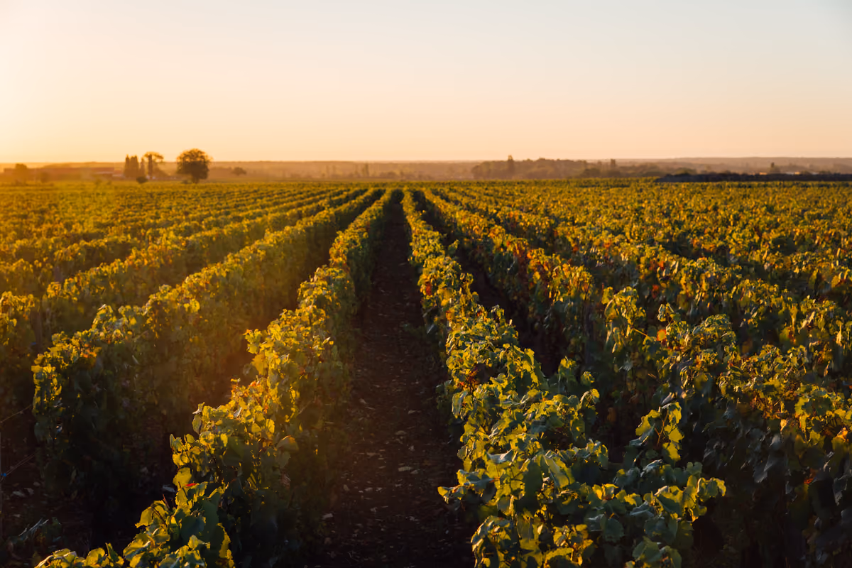 Caldo in vigna: satelliti, mappe e sensori decidono quanta acqua serve
