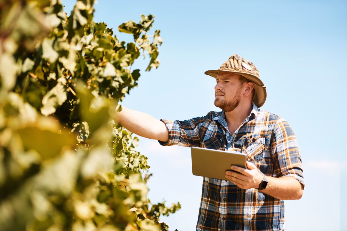 Caldo in vigna: satelliti, mappe e sensori decidono quanta acqua serve