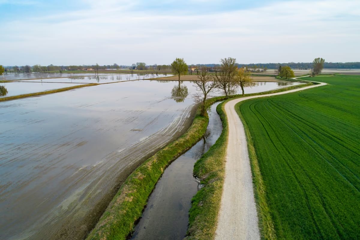Riso Tea, conclusa la seconda stagione di sperimentazione a Pavia e Novara