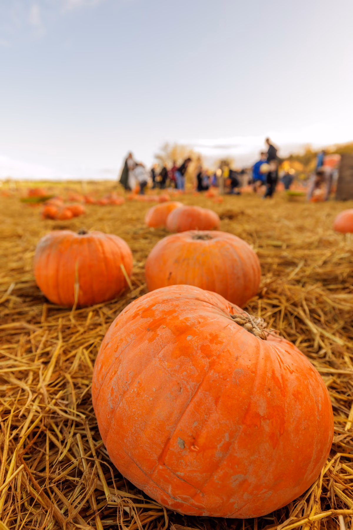 Halloween in Irlanda, 836 eventi per scoprire dove nasce la festa più famosa