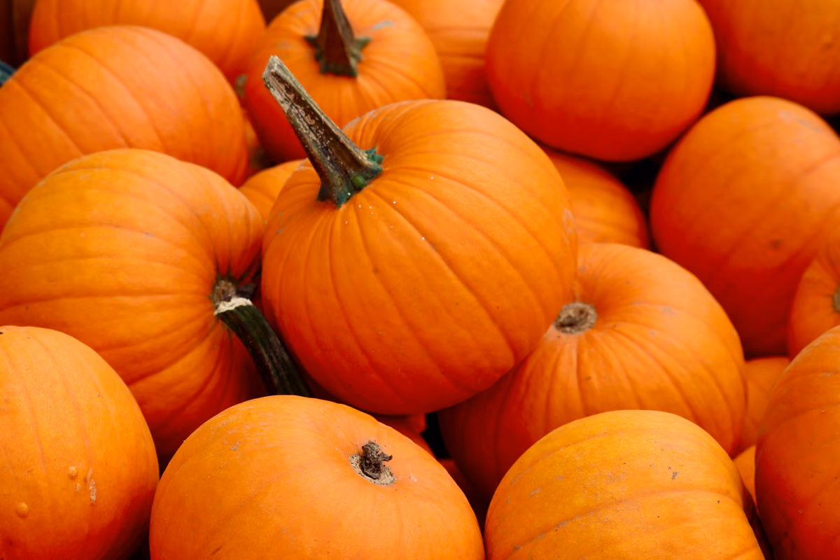Tutto sulla zucca: dalle origini alle varietà, fino ai benefici e alle ricette