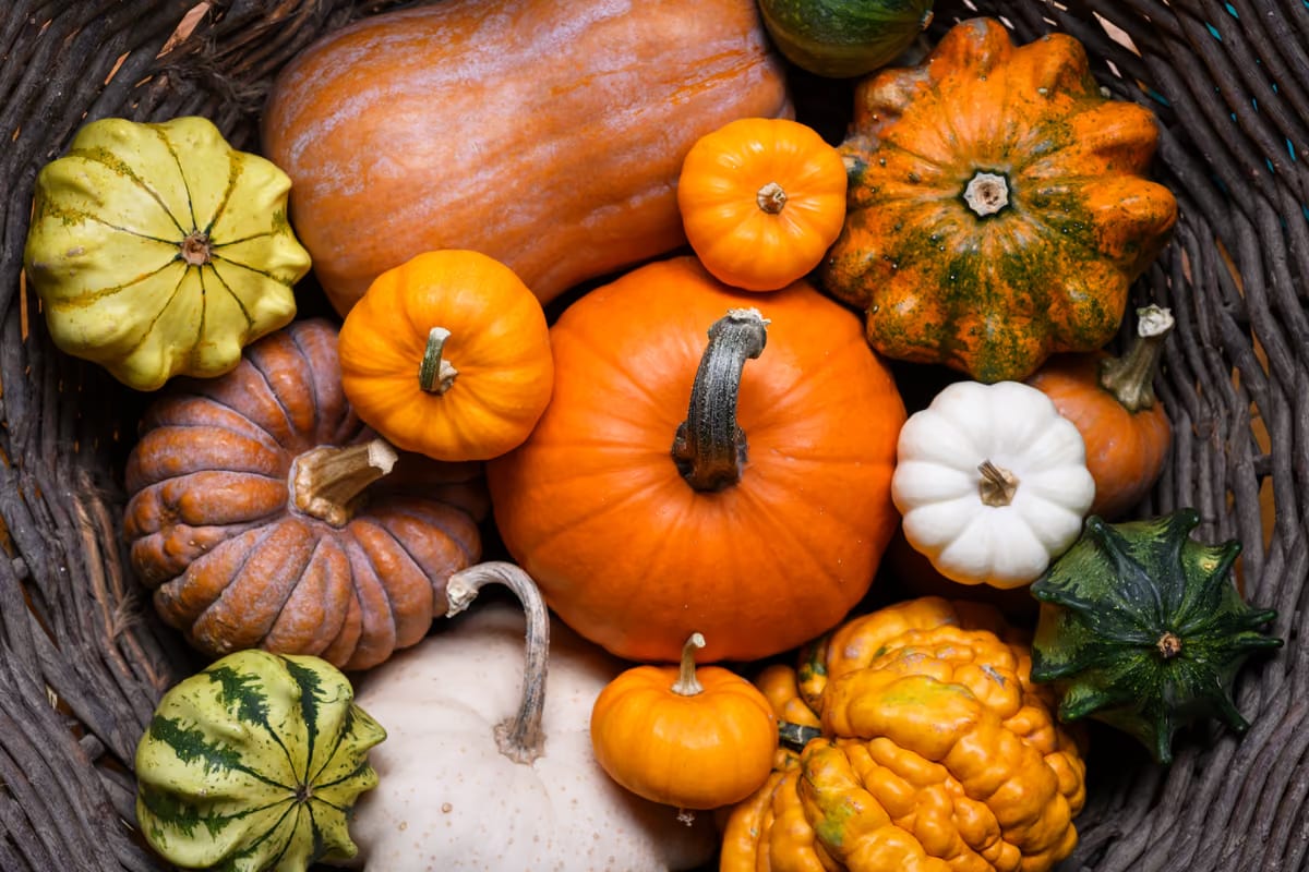 Tutto sulla zucca: dalle origini alle varietà, fino ai benefici e alle ricette
