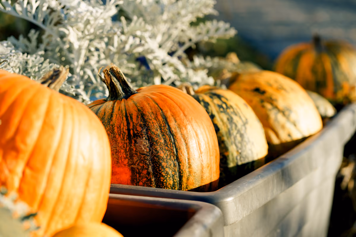 Tutto sulla zucca: dalle origini alle varietà, fino ai benefici e alle ricette