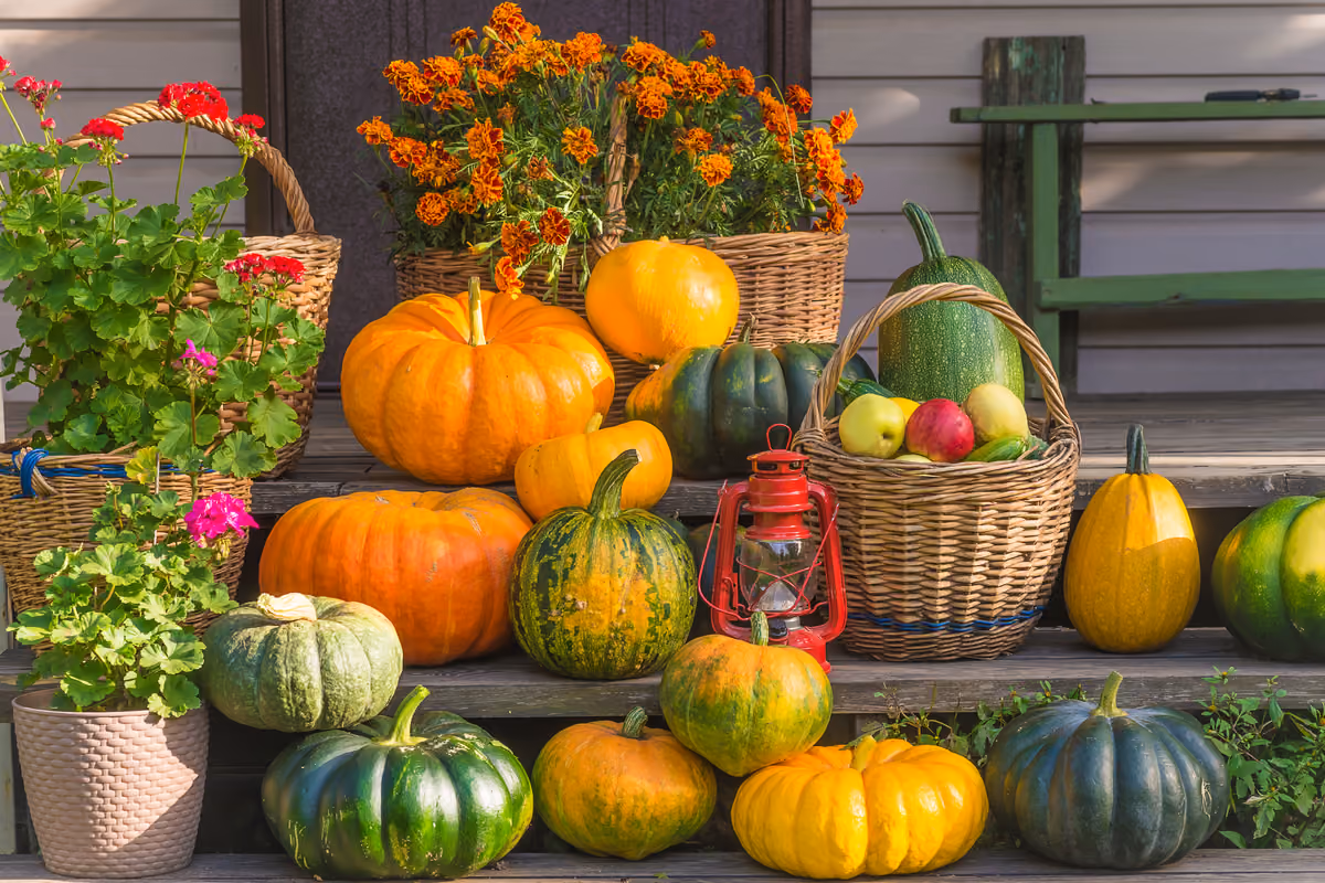 Tutto sulla zucca: dalle origini alle varietà, fino ai benefici e alle ricette