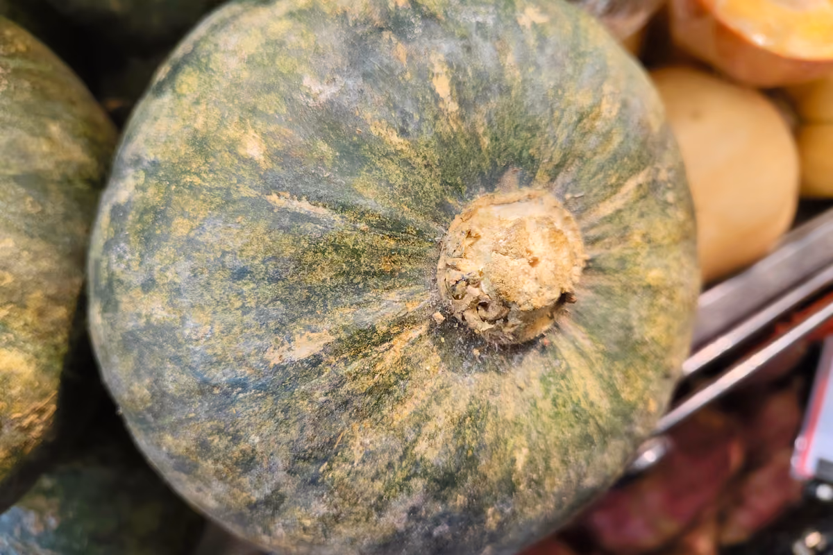 Tutto sulla zucca: dalle origini alle varietà, fino ai benefici e alle ricette