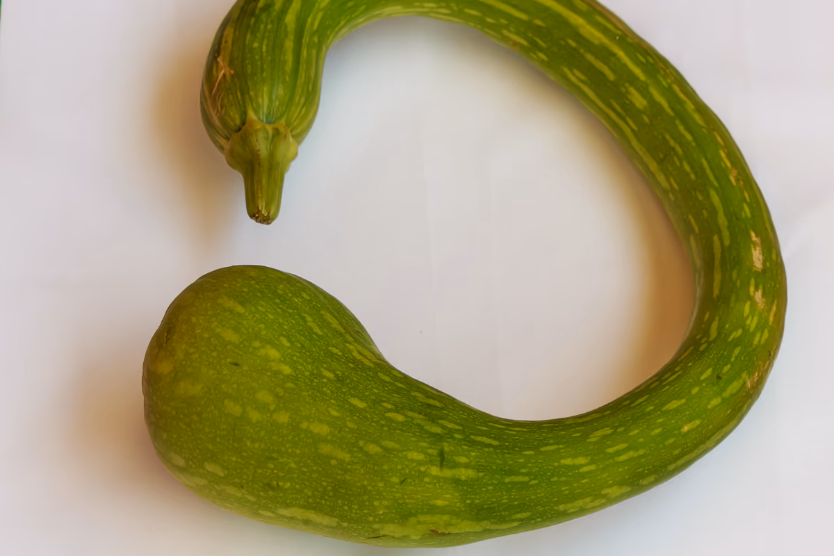 Tutto sulla zucca: dalle origini alle varietà, fino ai benefici e alle ricette