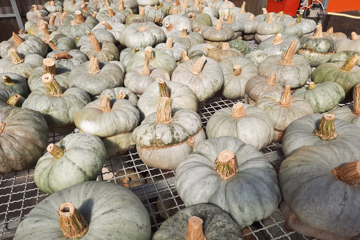 Tutto sulla zucca: dalle origini alle varietà, fino ai benefici e alle ricette