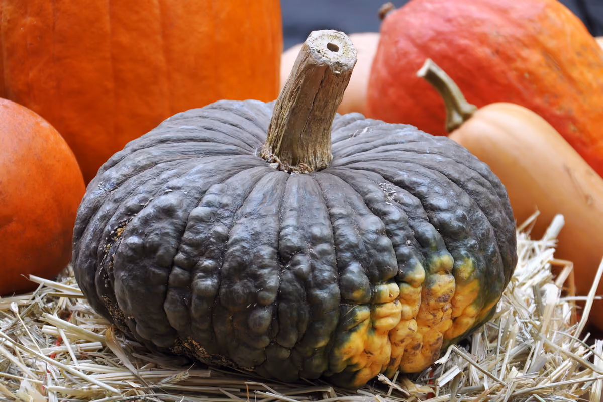 Tutto sulla zucca: dalle origini alle varietà, fino ai benefici e alle ricette