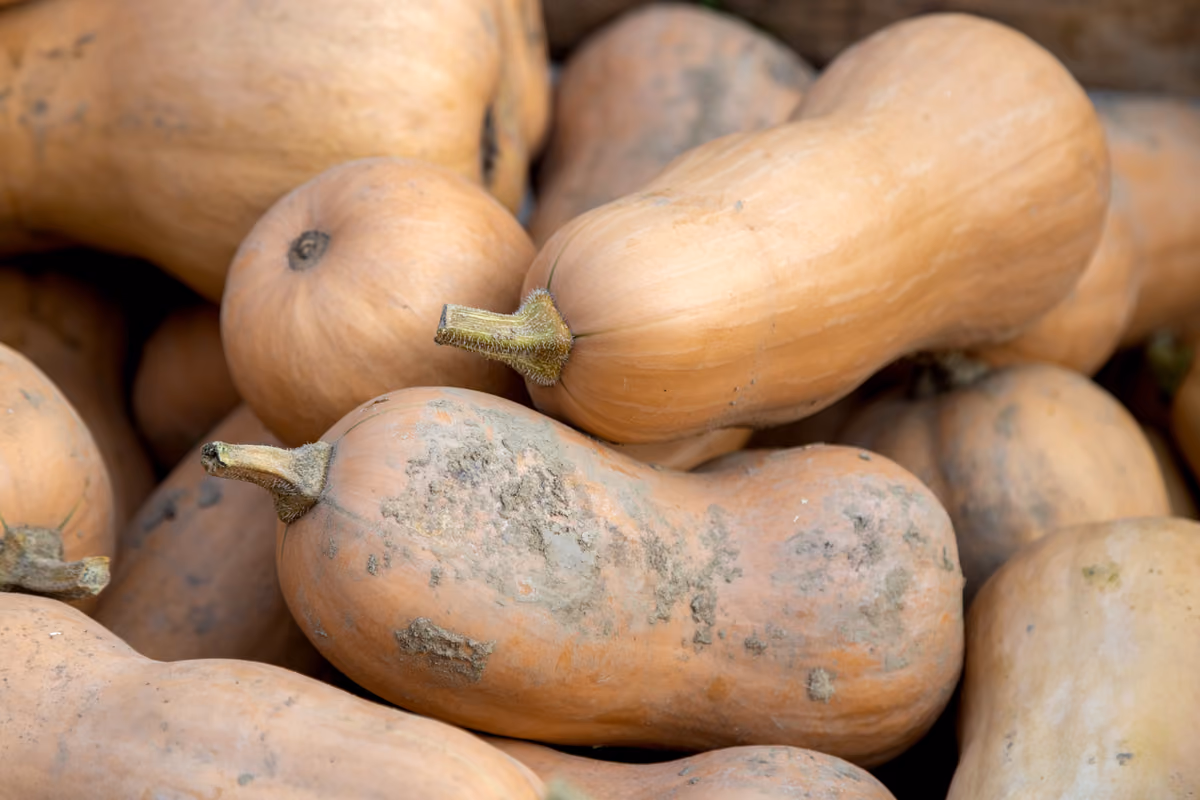 Tutto sulla zucca: dalle origini alle varietà, fino ai benefici e alle ricette