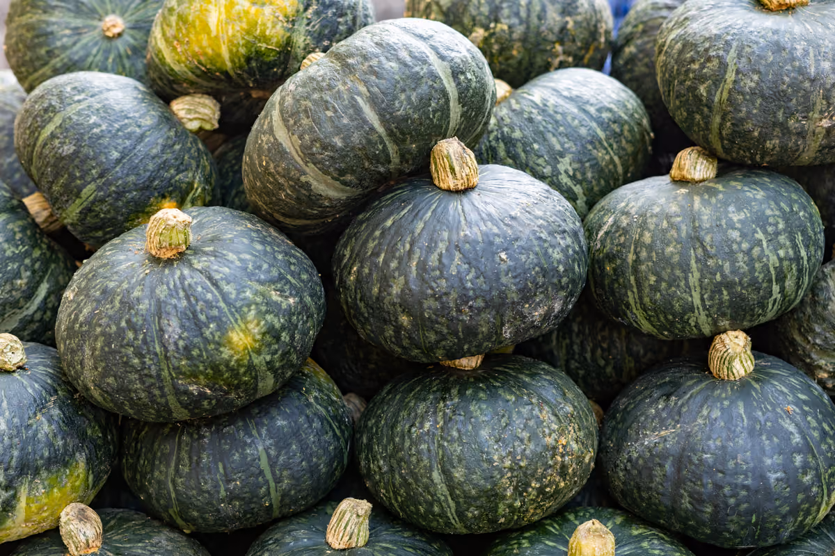 Tutto sulla zucca: dalle origini alle varietà, fino ai benefici e alle ricette