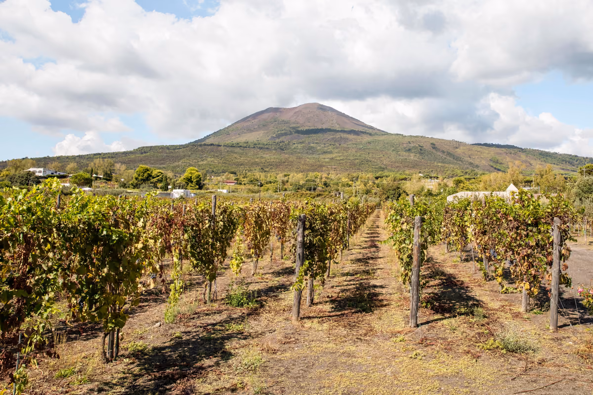 Vigneti rigogliosi che si estendono verso le pendici del Monte Vesuvio