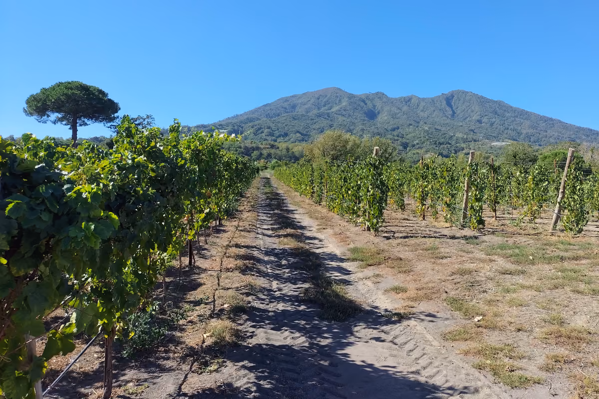 Alle pendici del Vesuvio, dove il vino racconta 2.500 anni di storia