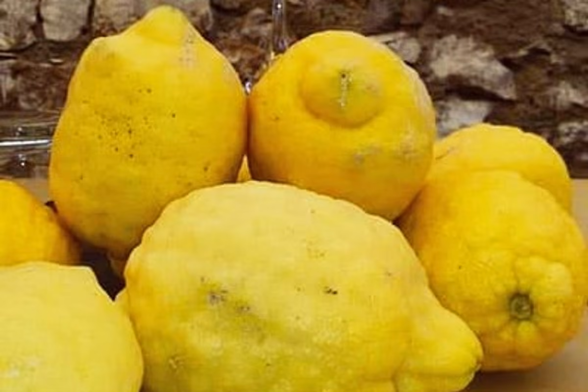 Il Trombolotto