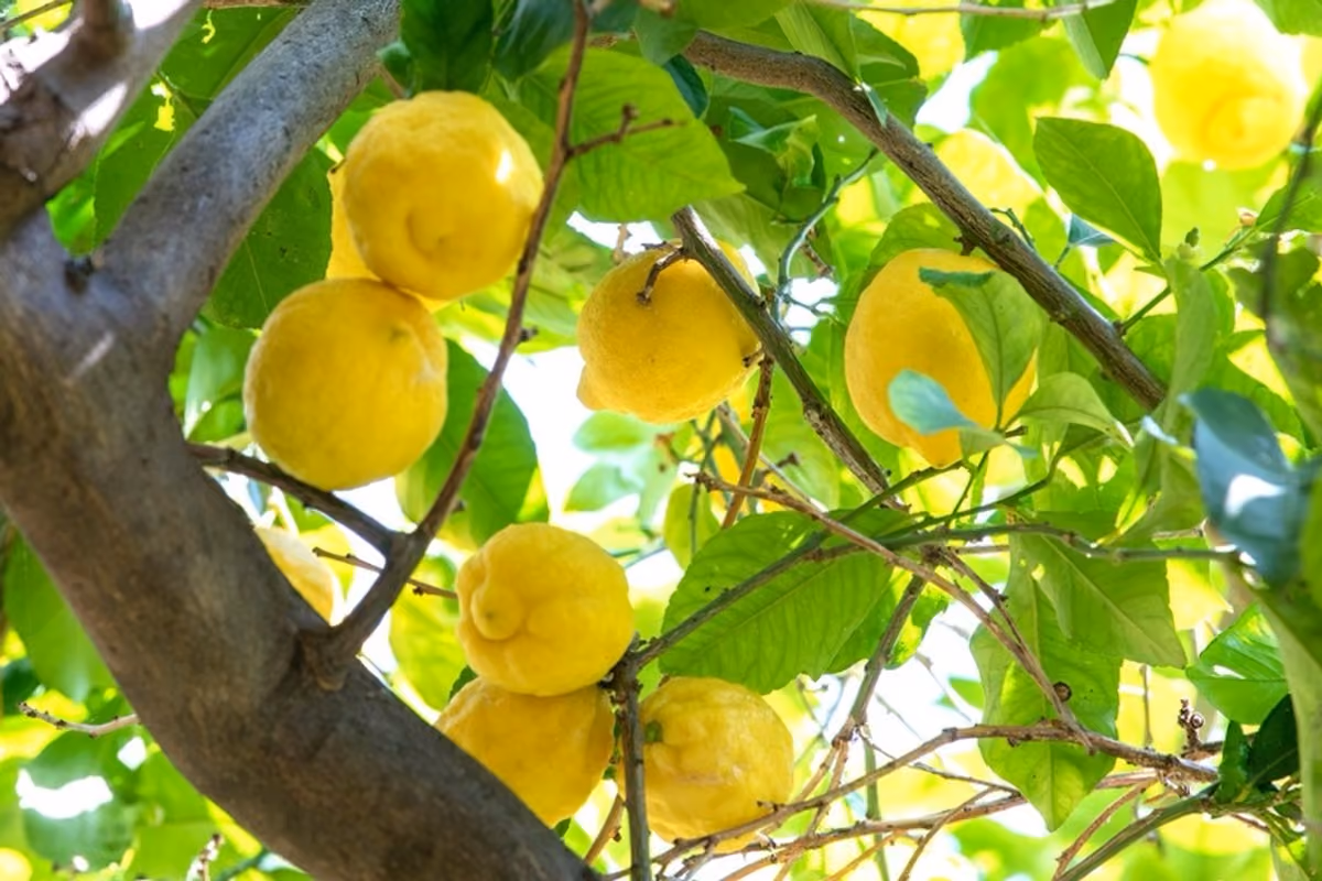 limoni gialli maturi che crescono rigogliosi sui rami di un albero
