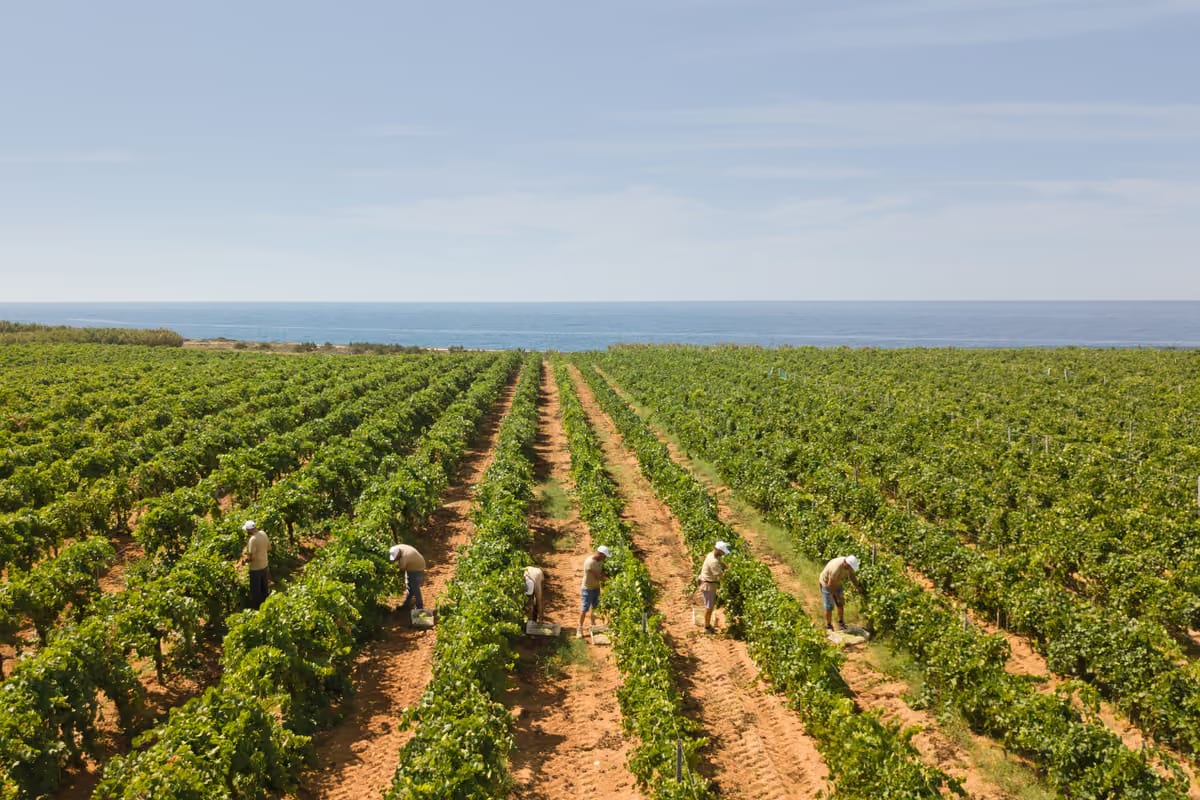 La Sicilia è Regione vinicola dell’anno 2026 secondo Wine Enthusiast