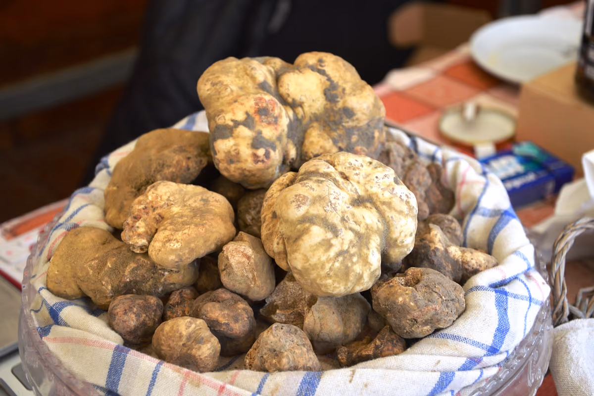 Il tartufo bianco di Montaione
