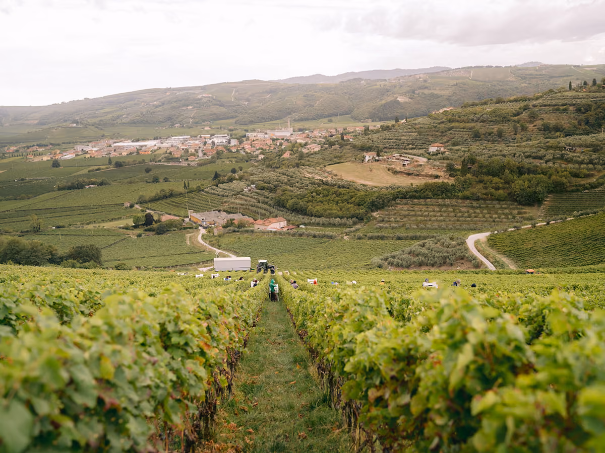Le vigne di Romano Dal Forno