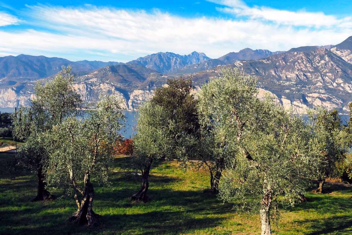 Olio del Garda, raccolto record nel 2026: attesi 100mila quintali di olive