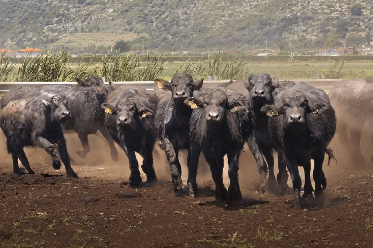bufalaGenetica, benesse animale e IA al centro del World Buffalo Congress a Sorrento