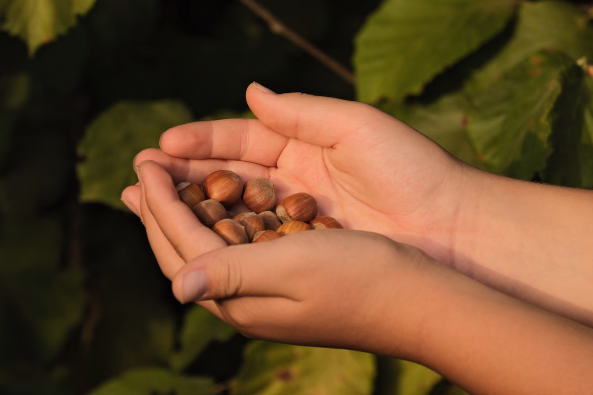 La nocciola vesuviana: caratteristiche e sapore