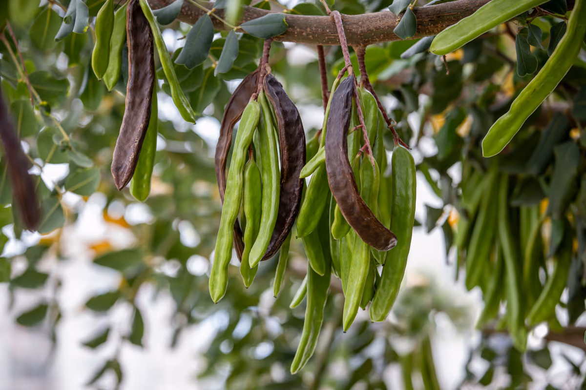 Miele siciliano, una storia millenaria: dalle tavole dei faraoni alle ricette di oggi