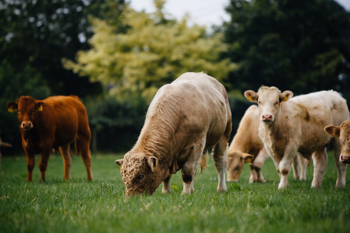 Uno dei segreti della carne irlandese è la modalità di pascolo