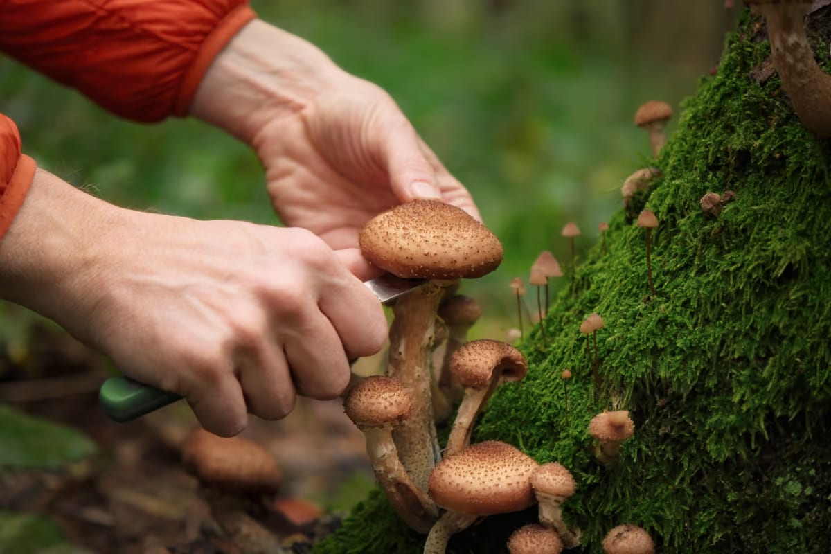Lombardia, raccolta funghi: limite di 3 kg al giorno e nuove regole in arrivo