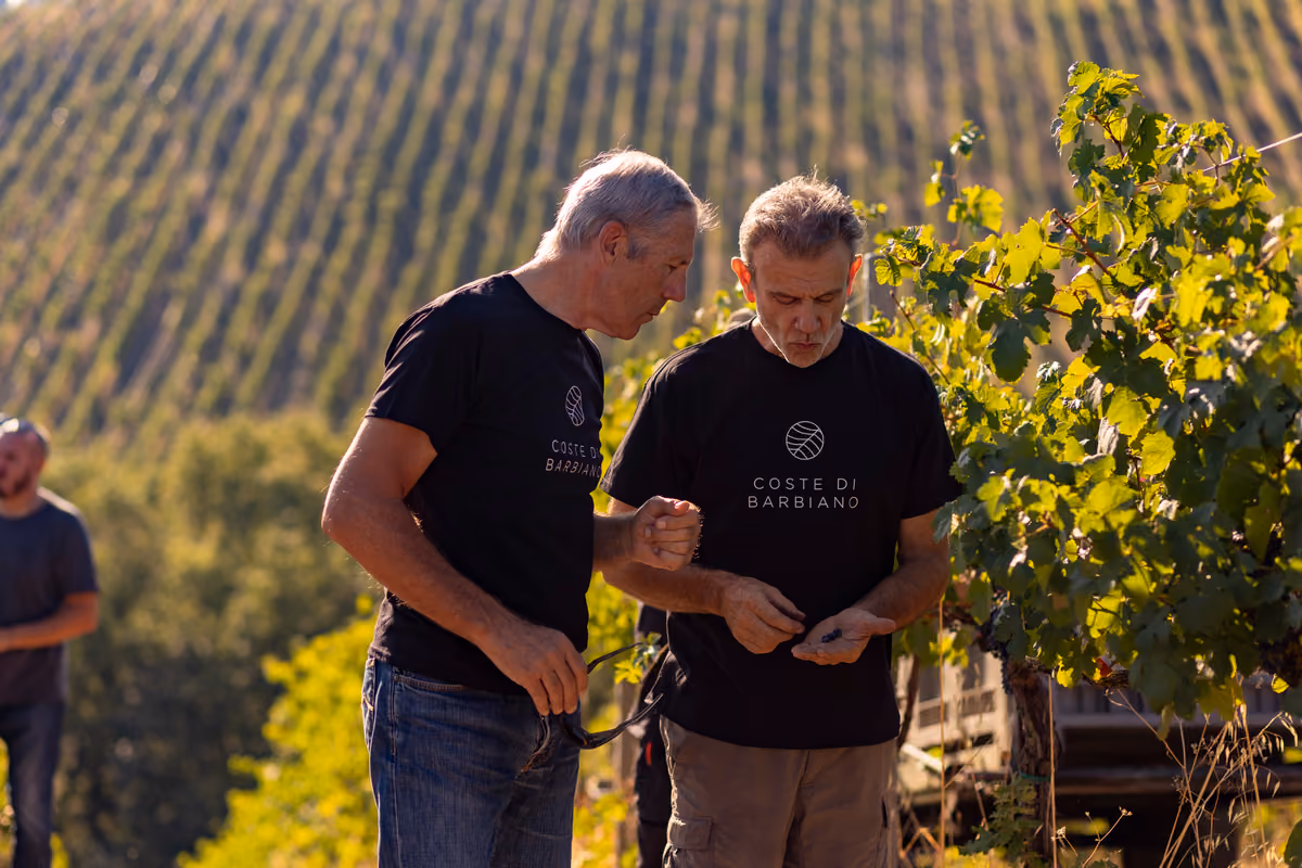 Federico Amadei e Andrea Ferrari al lavoro nelle vigne di Coste di Barbiano