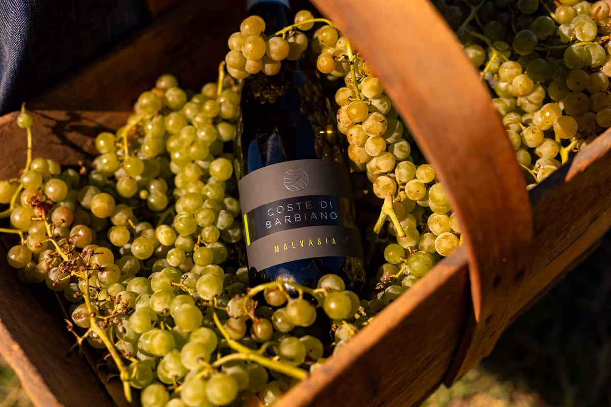 Il Malvasia di Colli di Barbiano