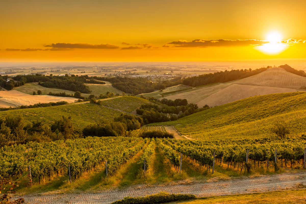 Le colline del parmense con le vigne di Coste di Barbiano