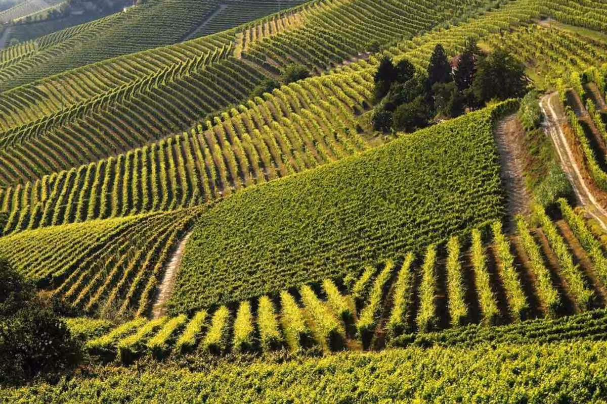 Vigneti a perdita d'occhio in Monferrato