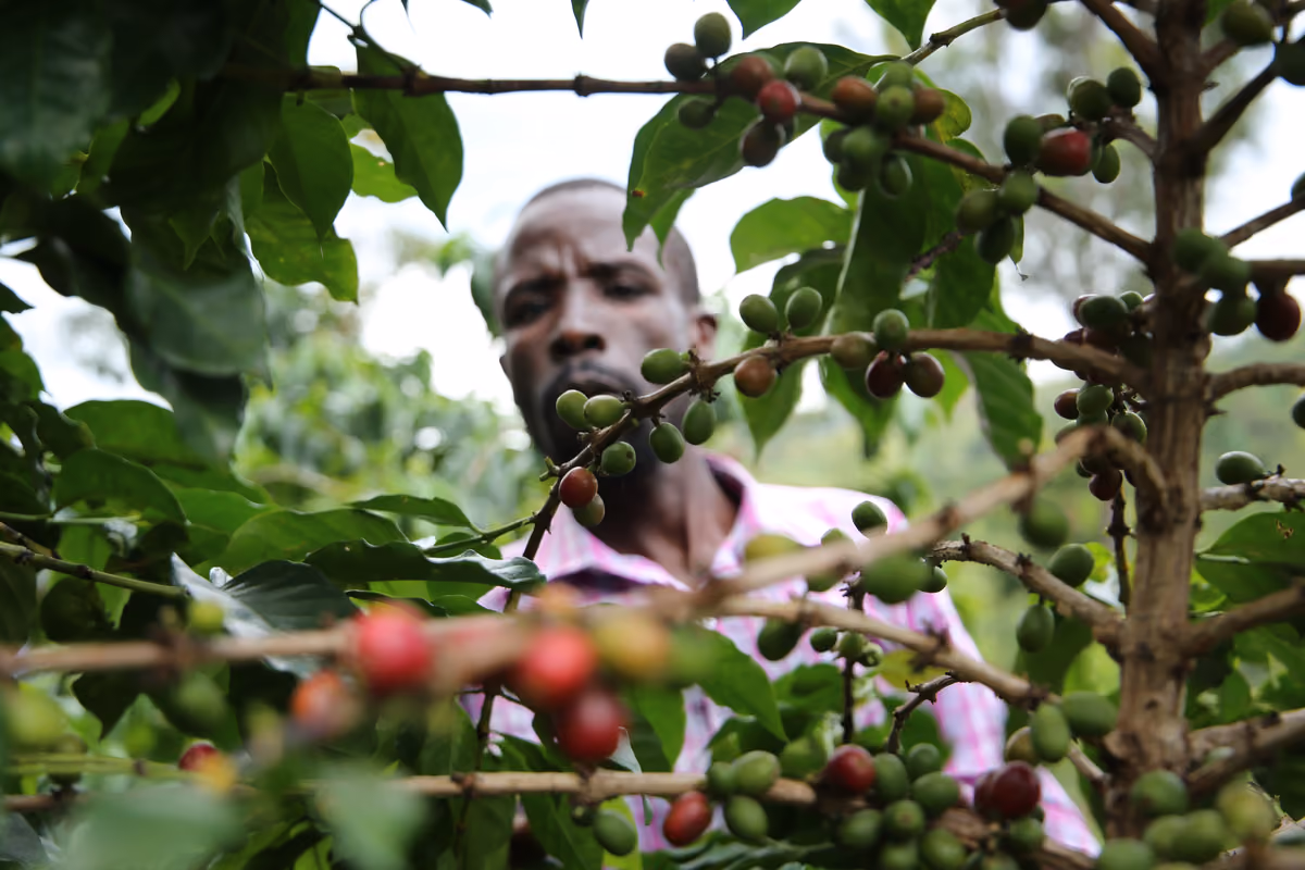 Come il caffè ha cambiato il mondo: dai sufi dello Yemen ai bar italiani
