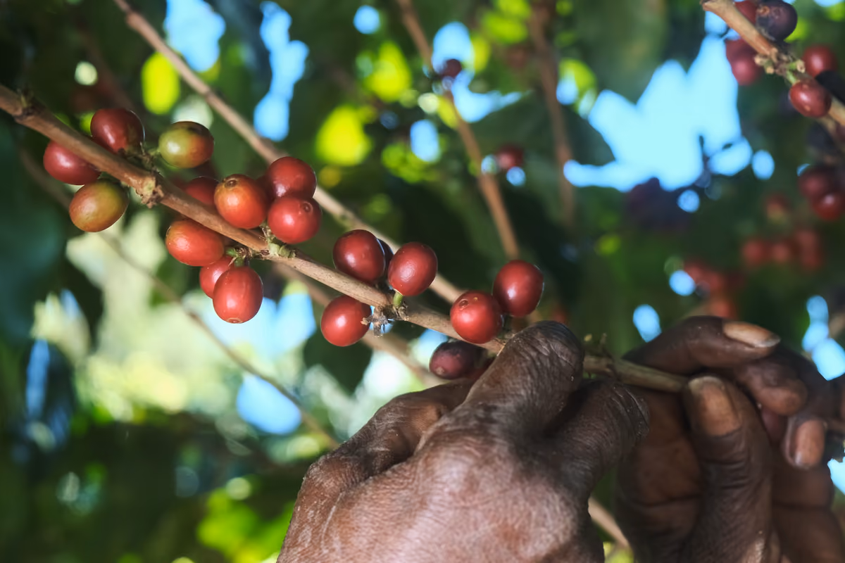 Da materia prima destinata ai mercati internazionali a elemento di una cultura del consumo locale, il caffè riflette i cambiamenti economici e sociali dei Paesi produttori