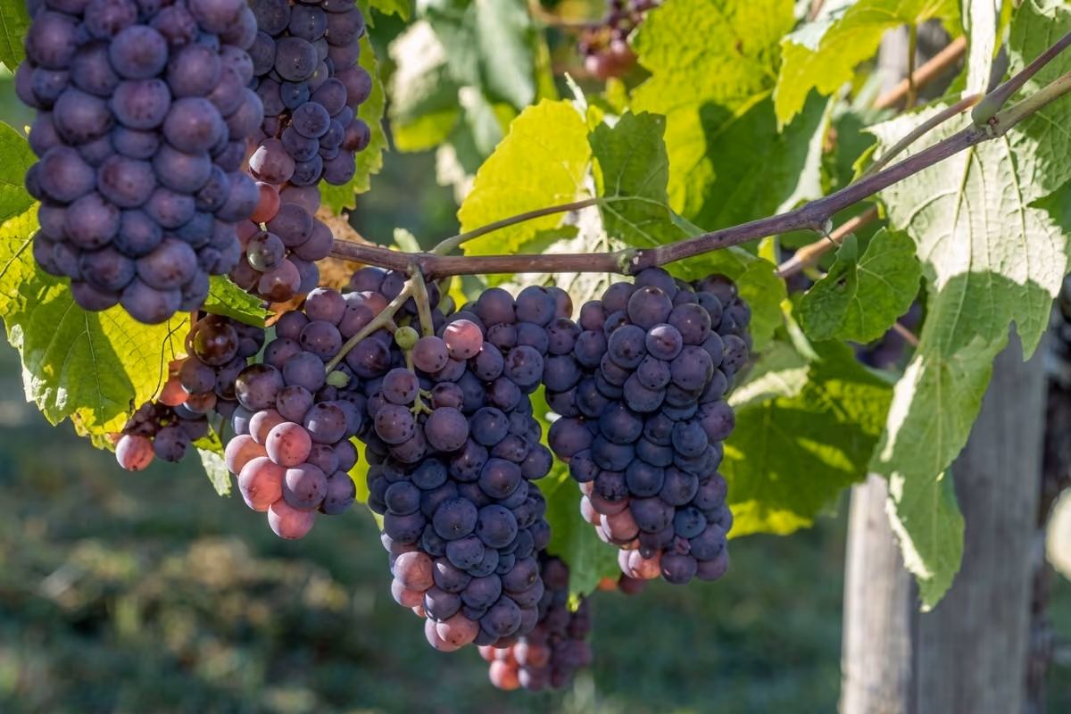 Il Pinot Grigio è il vitigno protagonista della seconda edizione di Collio Evolution