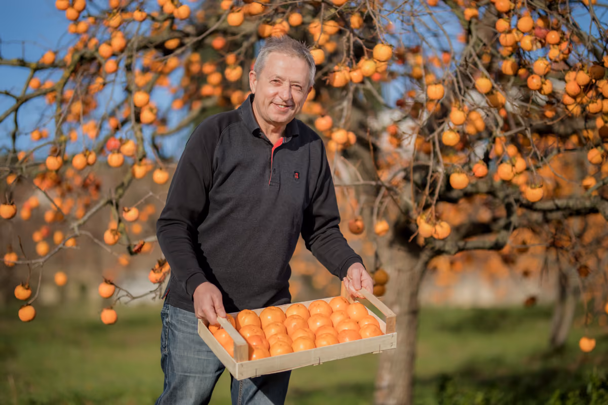 agricoltore che mostra una cassetta di cachi appena raccolti in un frutteto