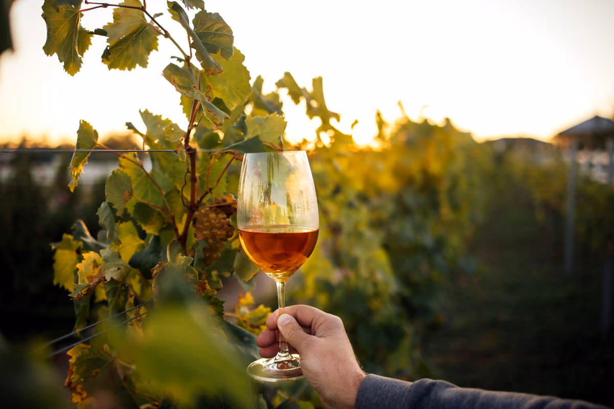 I vini macerati sono una delle espressioni più riconoscibili della viticoltura slovena, in particolare nella zona di Goriška Brda