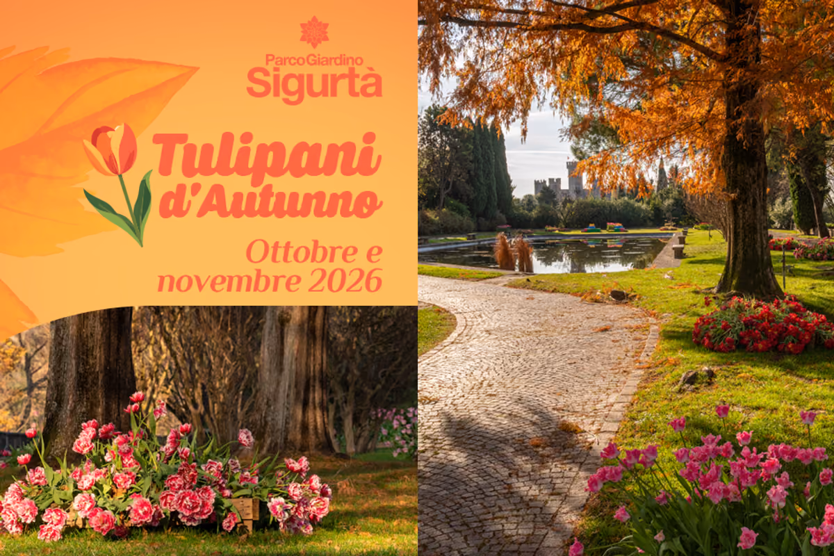 I tulipani fioriscono anche in autunno: lo spettacolo che attira turisti sul Garda