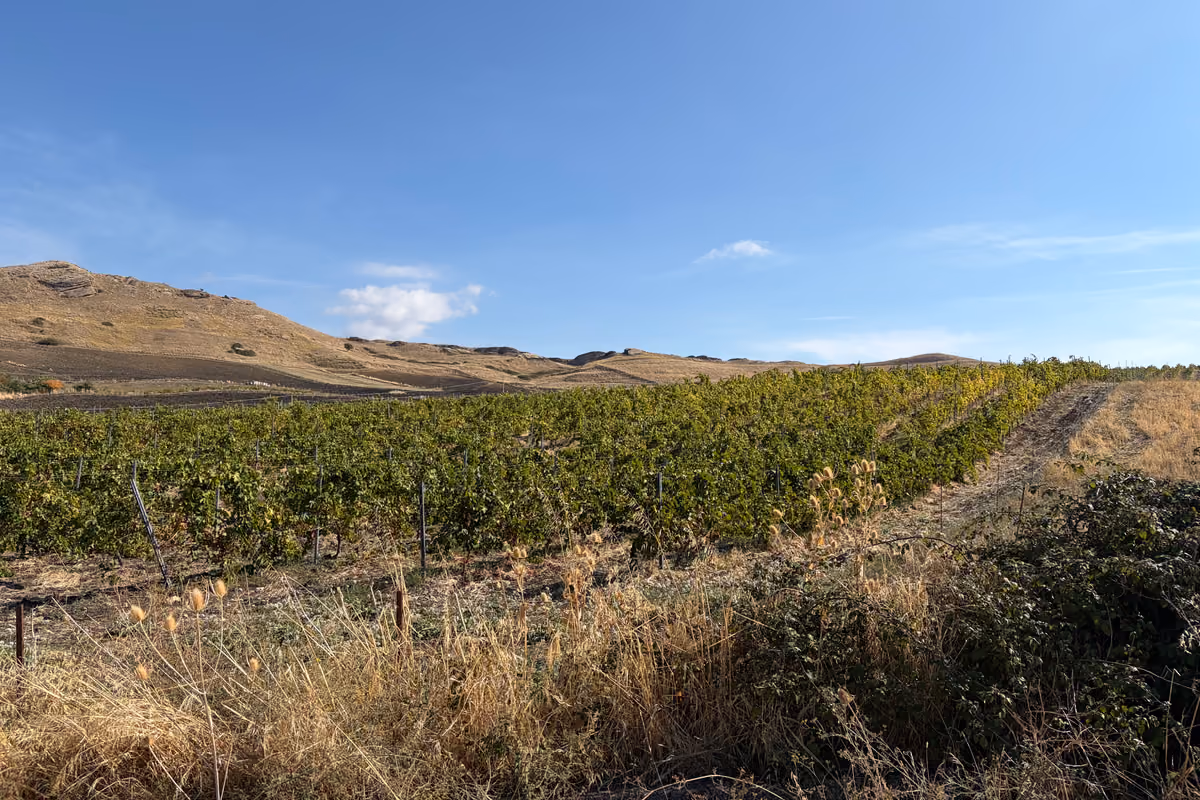 I vigneti di Principe di Corleone