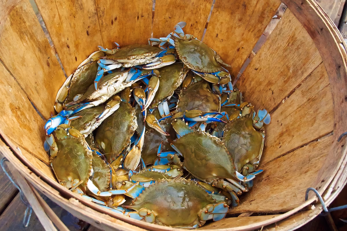 Come salvare cozze e vongole dal granchio blu? A Scardovari la risposta è «diversificare»