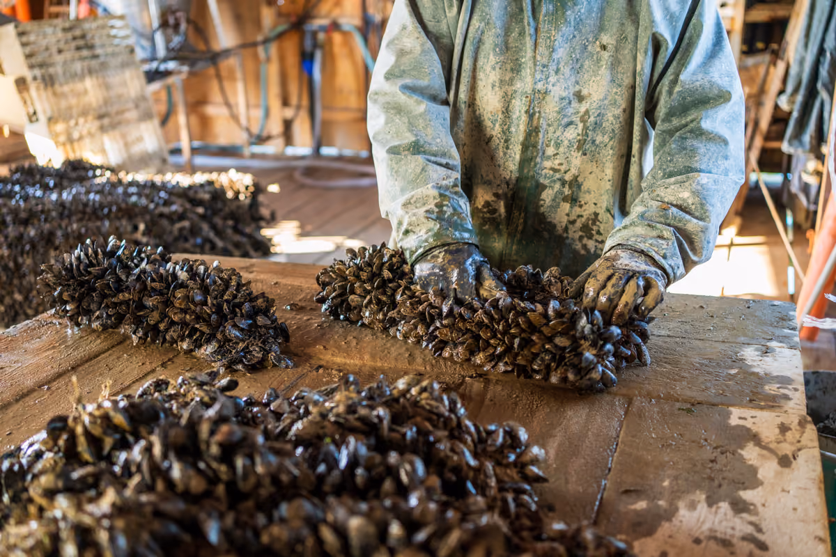 Come salvare cozze e vongole dal granchio blu? A Scardovari la risposta è «diversificare»
