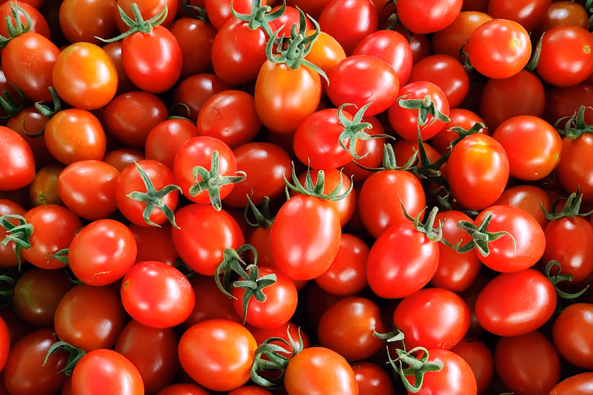 Le regioni Puglia, Toscanana ed Emilia Romagna hanno tolto il pomodoro dai menu delle mense scolastiche