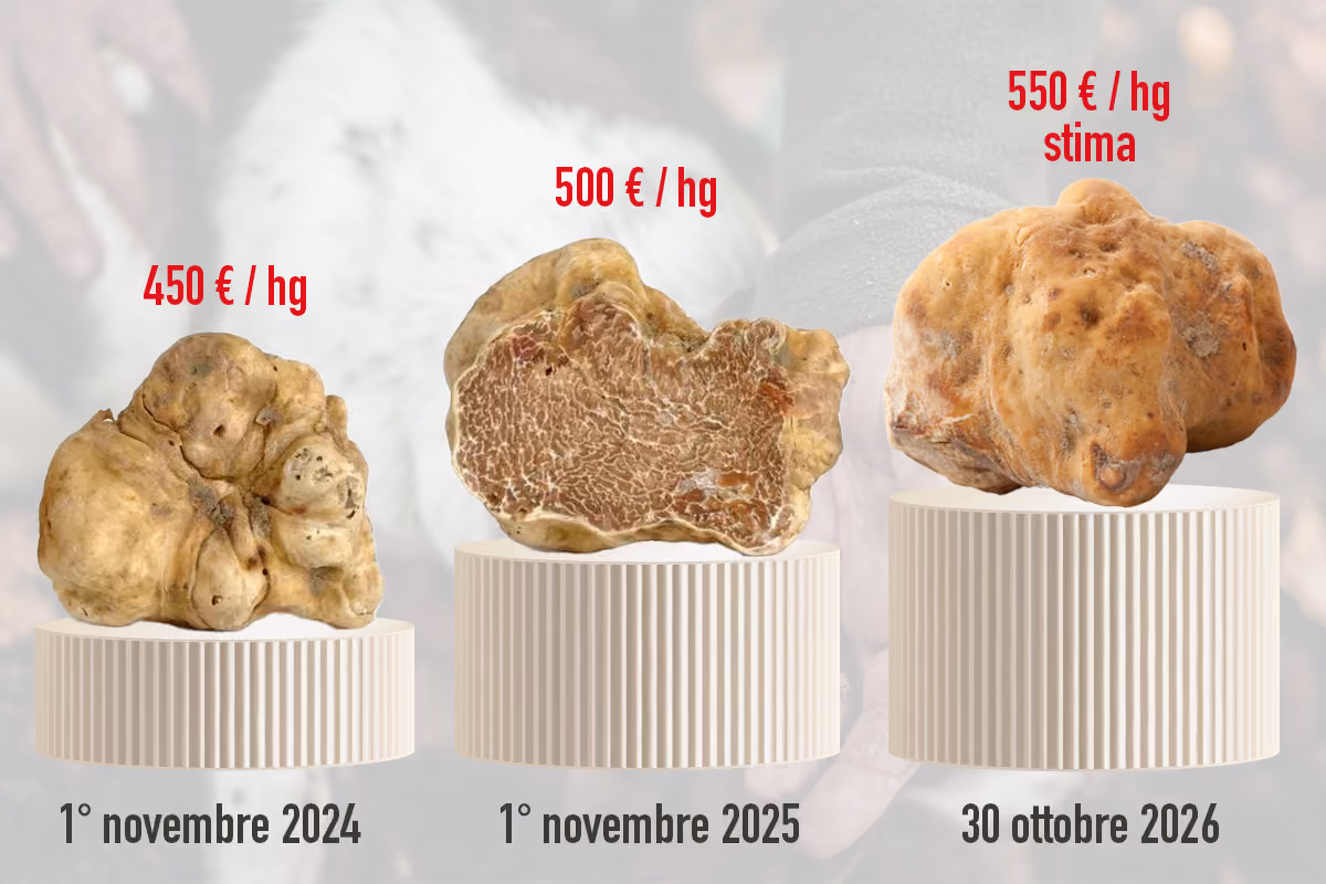 Le quotazioni del tartufo bianco a fine ottobre/inizio novembre degli ultimi 3 anni secondo