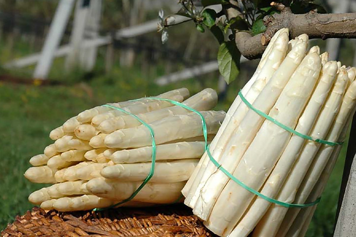 Il pregiato Asparago Bianco  Tutto pronto per il Festival dell'asparago bianco di Zambana