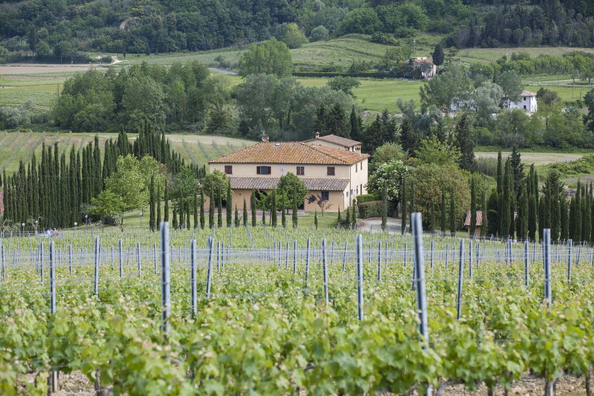 Badia di Morrona, vino e storia delle Terre di Pisa