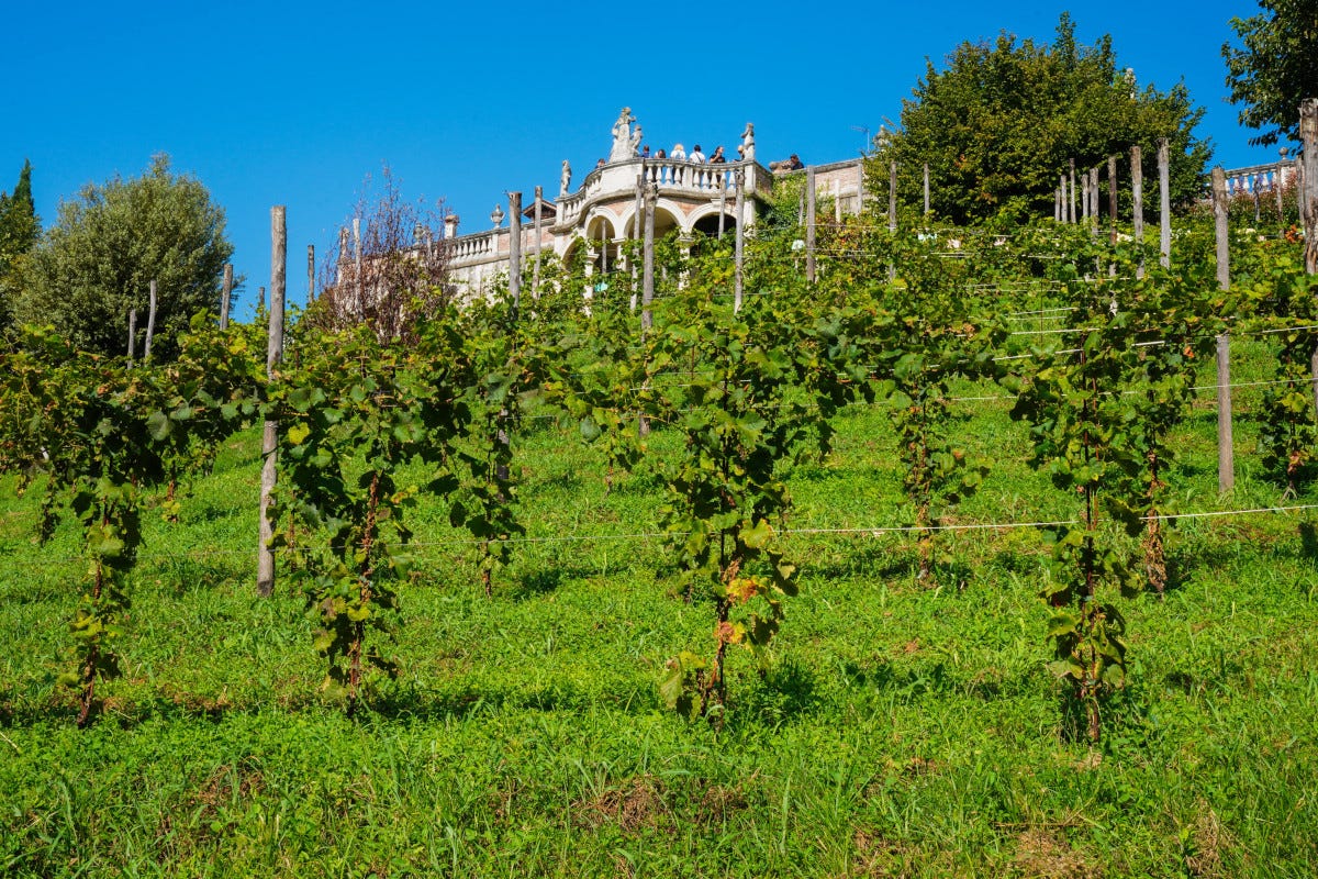 La viticoltura versatile di Montelvini: Prosecco sì, ma non solo