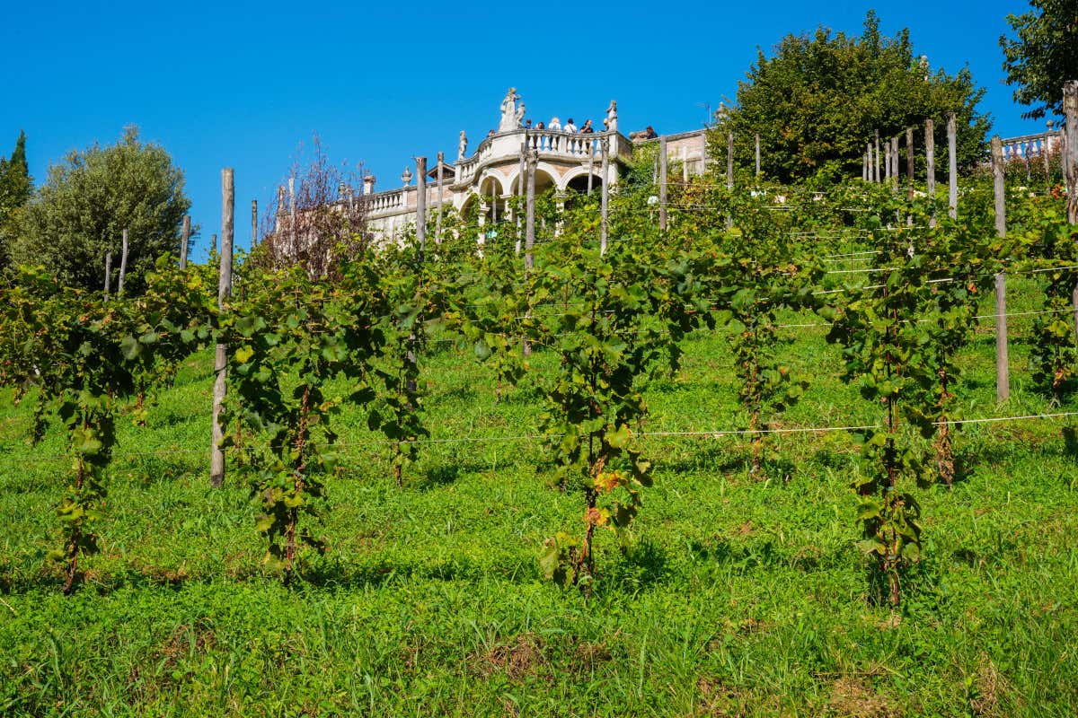 La viticoltura versatile di Montelvini: Prosecco sì, ma non solo