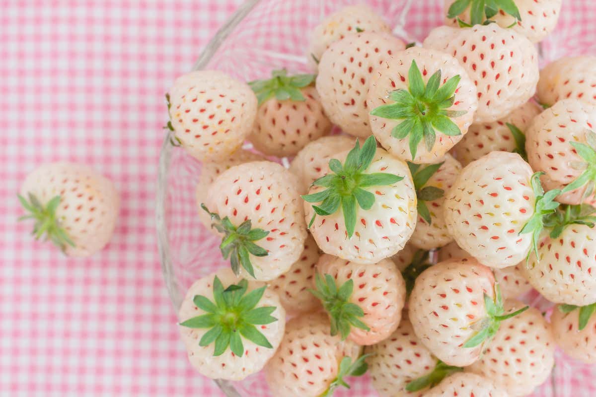 Avete mai provato il Pineberry, la fragola bianca? Ecco le sue proprietà Avete mai provato il Pineberry, la fragola bianca? Ecco le sue proprietà