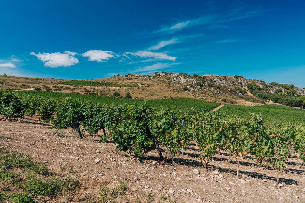 Serra Ferdinandea, in Sicilia un paradiso agricolo rinato e i suoi tre vini Serra Ferdinandea, in Sicilia un paradiso agricolo rinato e i suoi tre vini