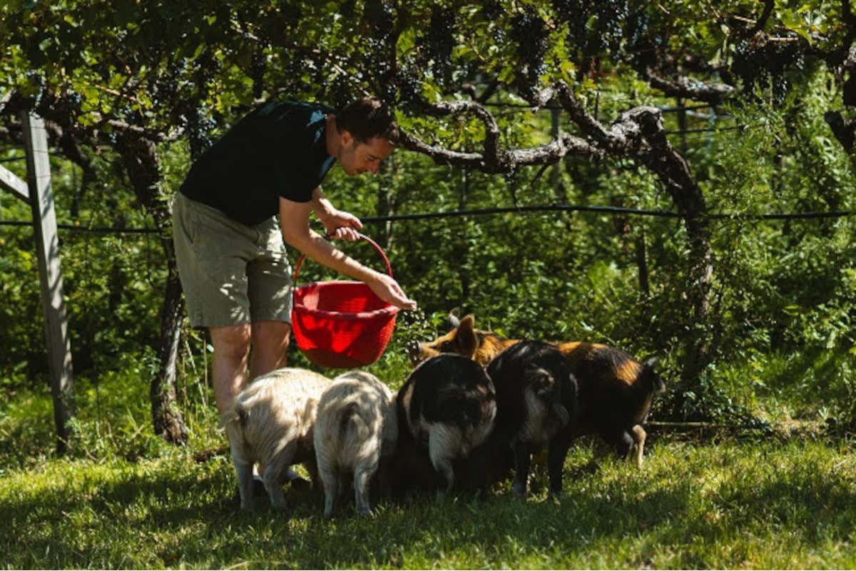 Gli animali al pascolo nei vigneti: ecco gli esempi italiani di successo Gli animali al pascolo nei vigneti: ecco gli esempi italiani di successo