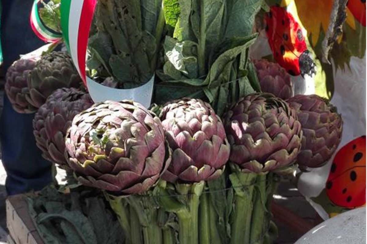 Il carciofo romanesco è molto pregiato Ladispoli in festa per il carciofo romanesco